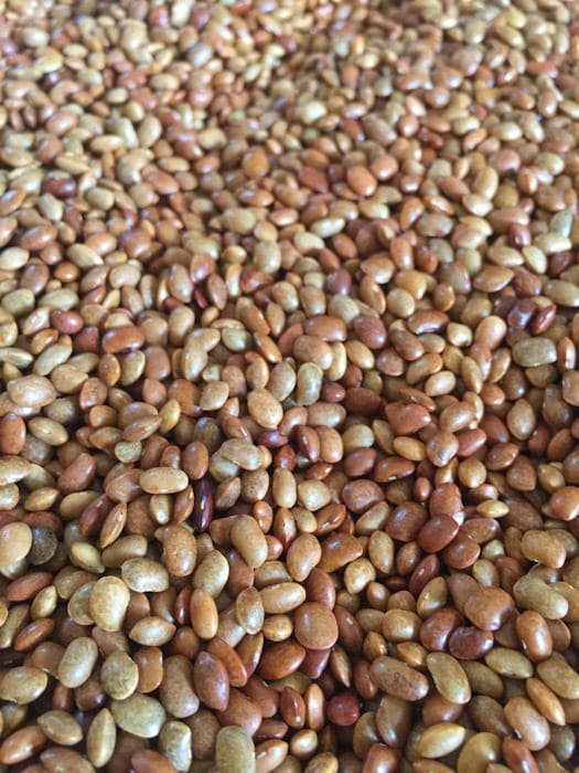 Horse Gram (Kollu) 1Kg