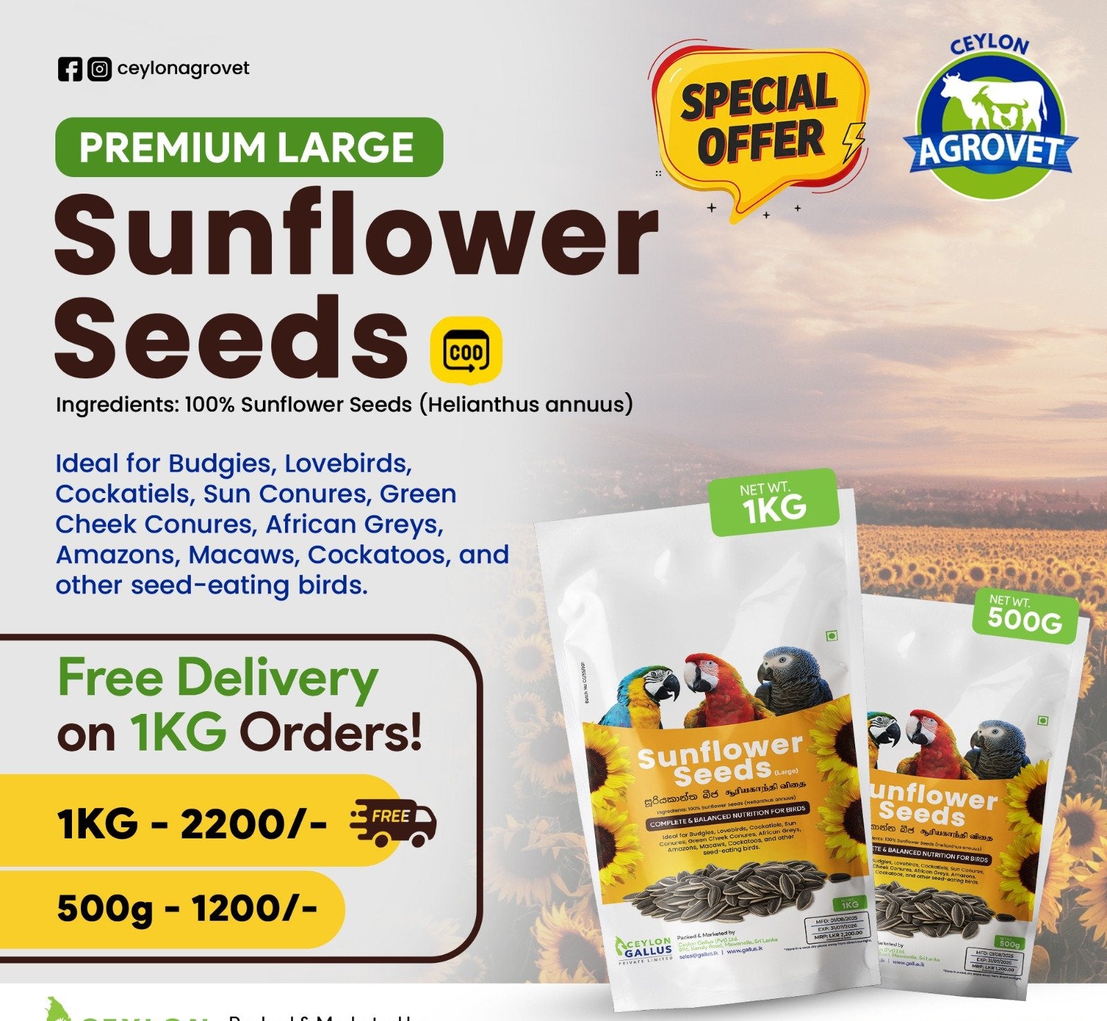 Sunflower Seed 1Kg I Parrot Feed I Mecaw Feed