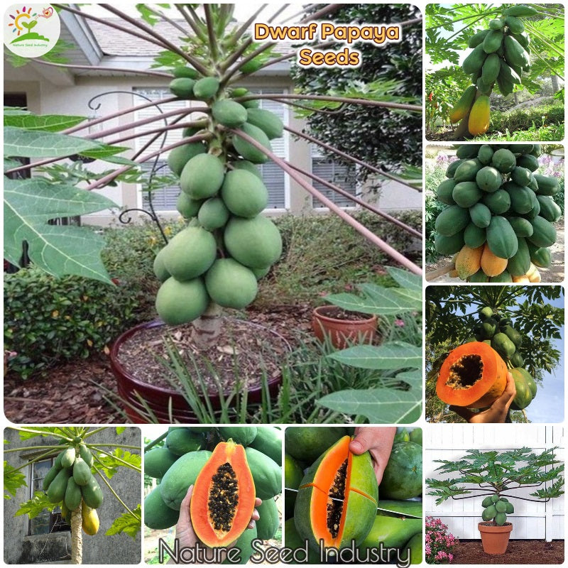 PAPAYA SEEDS (දේශිය පෙපොල් , உள்ளூர் பப்பாளி)