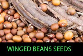 dabala Winged Bean(S.L.S.44)