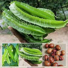 dabala Winged Bean(S.L.S.44)