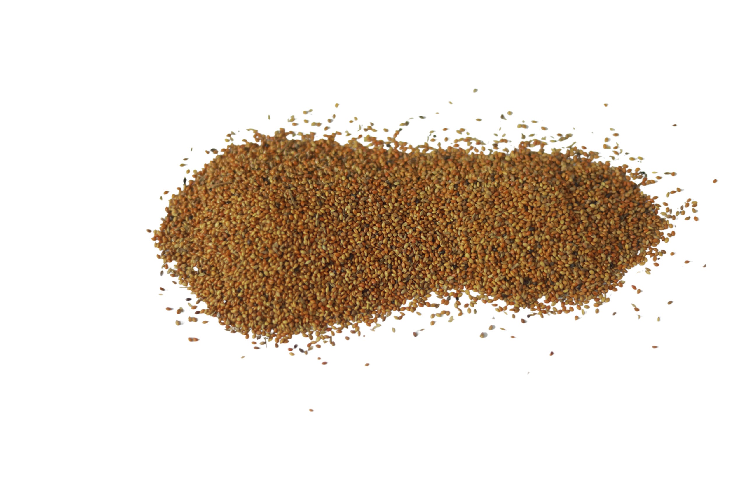 Canary Seed 1Kg I Canary Bird Feed 1kg I Lovebirds Feed I Cocktail Feed