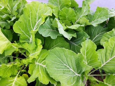 Colernal Cubbage Cabbge Collars Seed 1G – Gallus.lk
