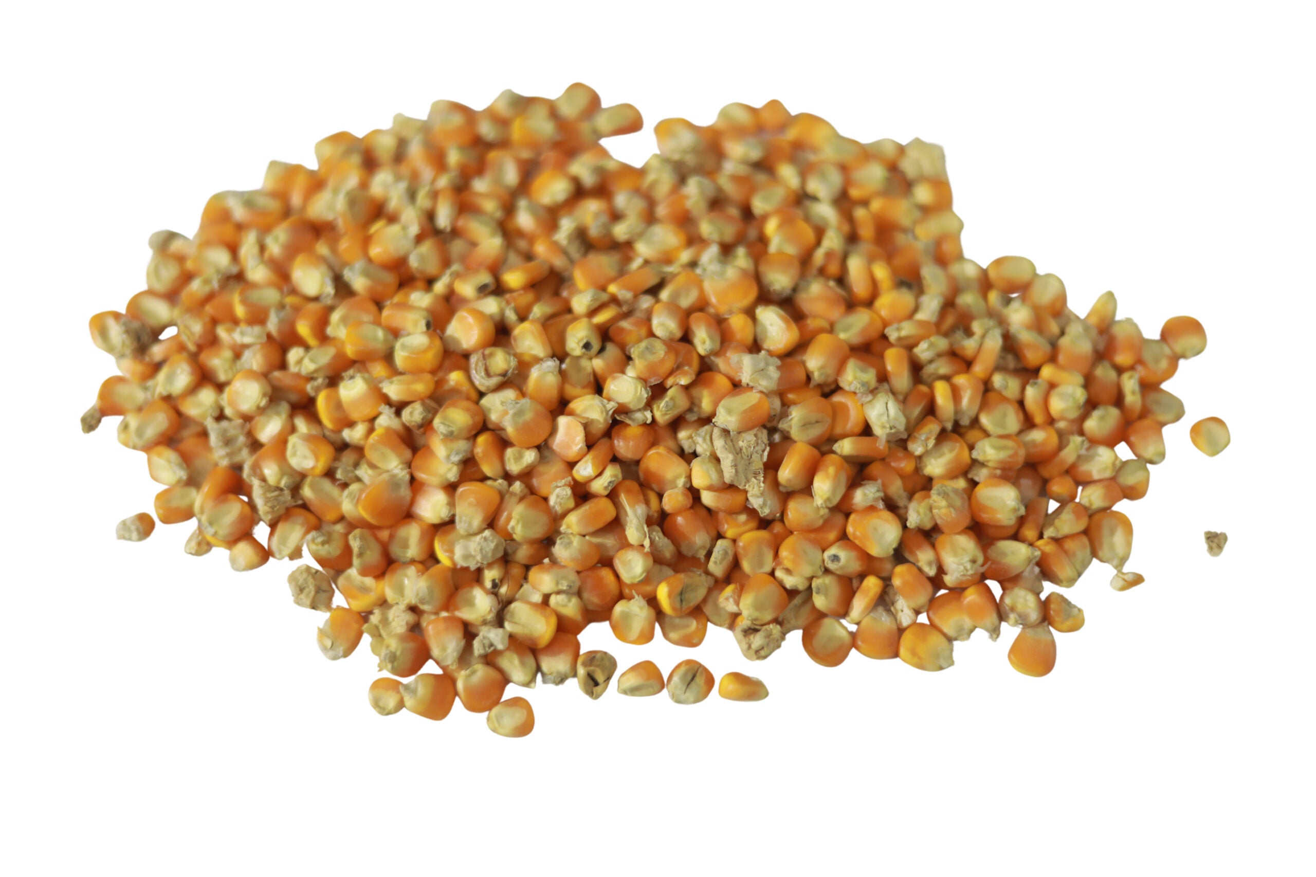 Cutter Corn Maize 1Kg I Pigeon growth feed