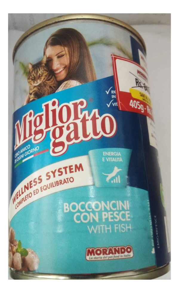 Miglior gatto